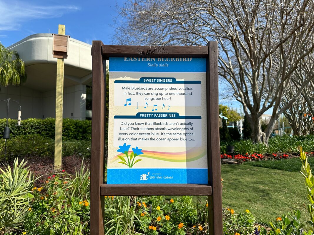 A sign detailing facts about the Eastern Bluebird.