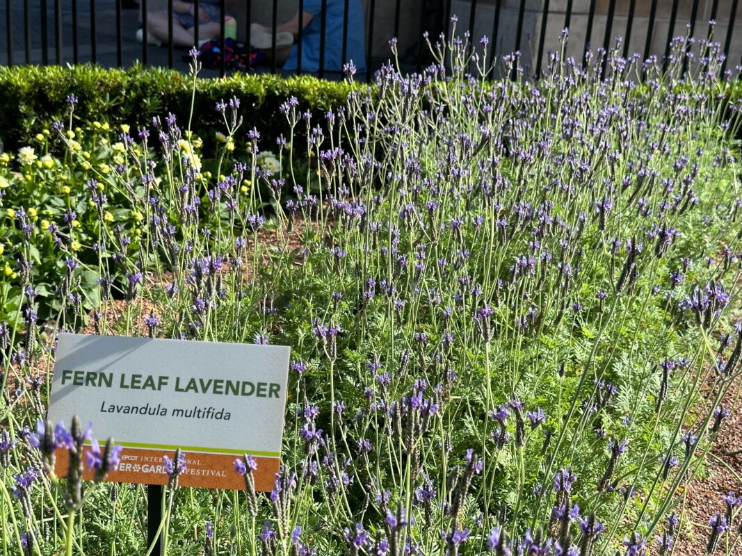 An area of planted Fern Leaf Lavender.