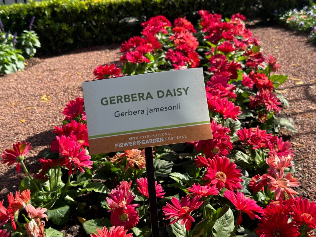 A section of Gerbera Daisy.