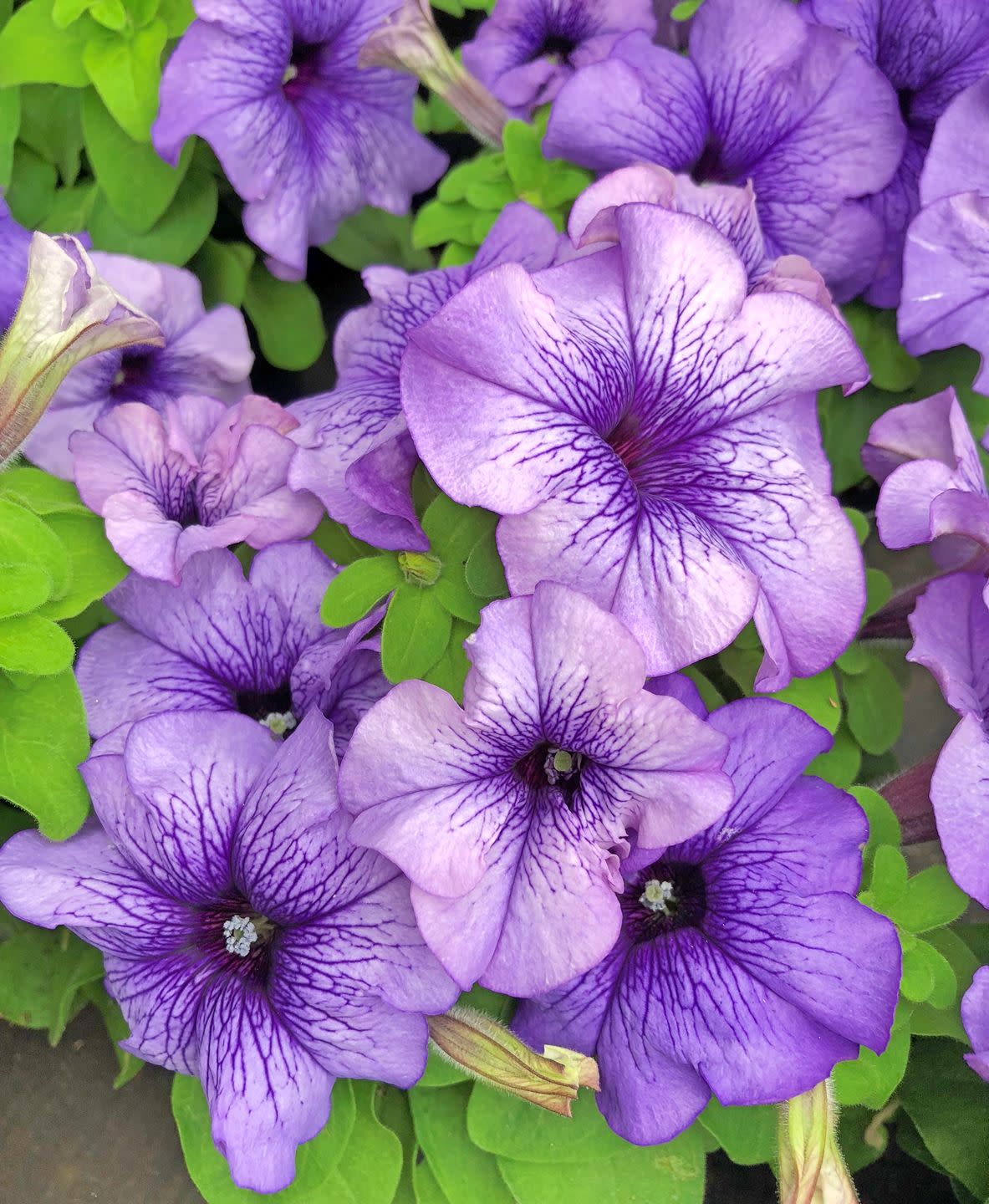 violet blue petunia million bells flowers with bright green leaves