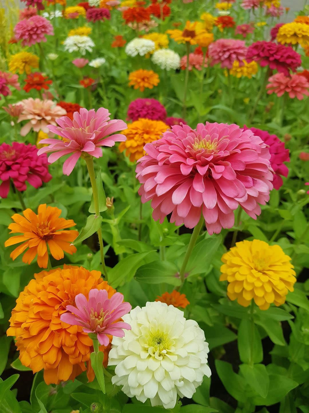 a group of colorful flowers