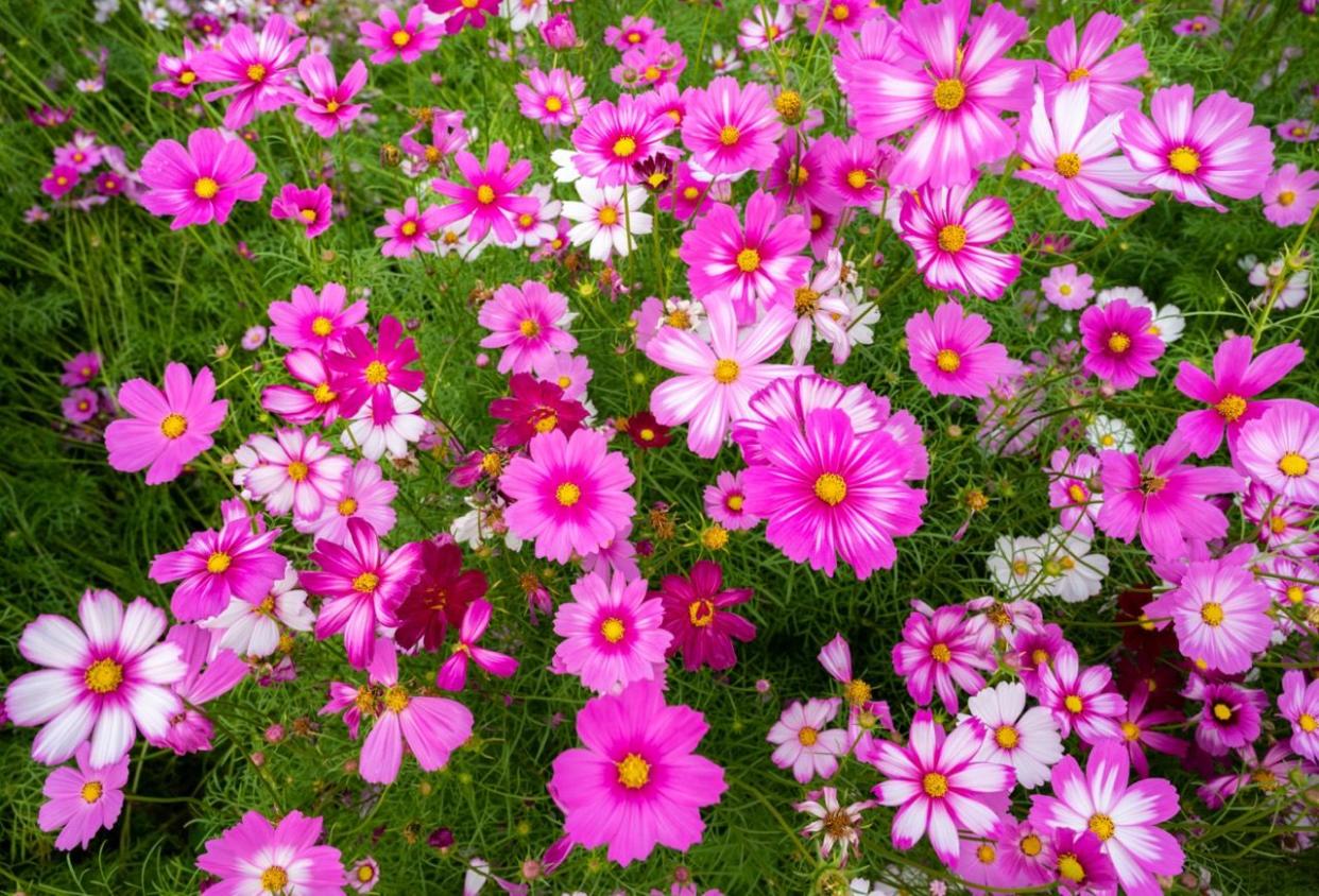 cosmos are annual flowers with colorful, daisy like flowers
