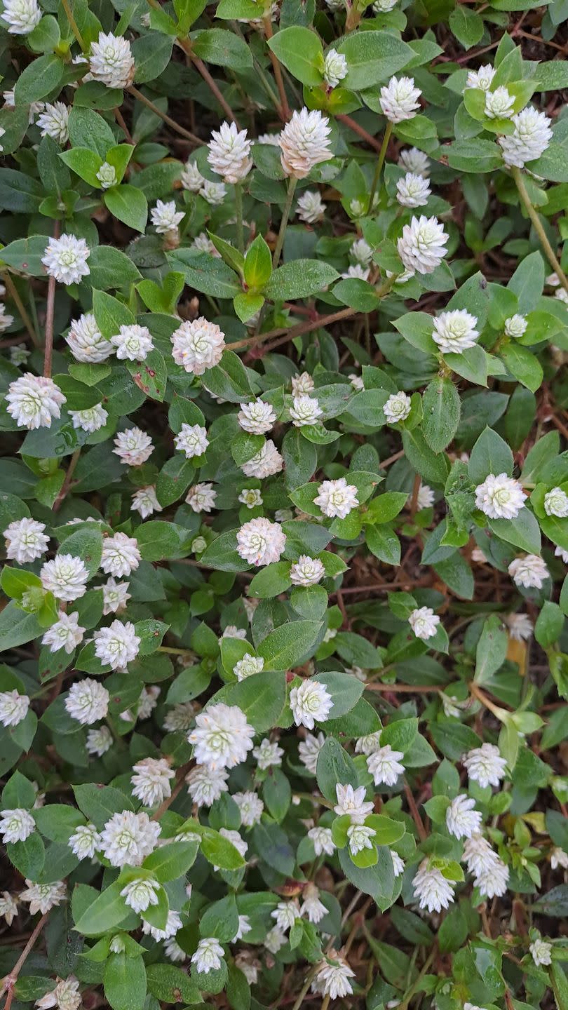 a bush with white flowers