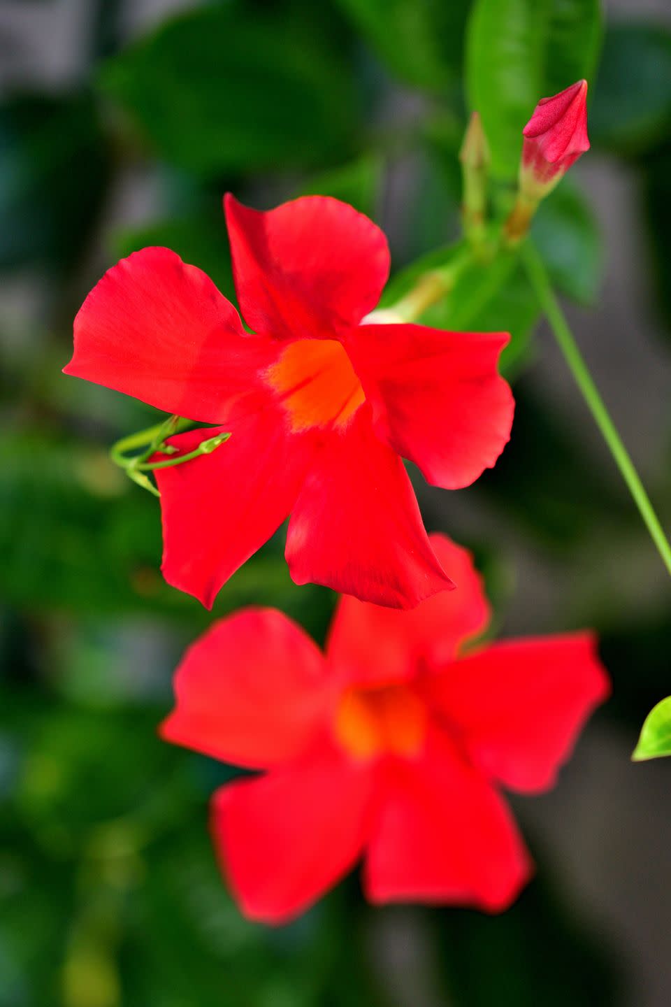 mandevilla rock trumpet flower popular, tropical flowering vine
