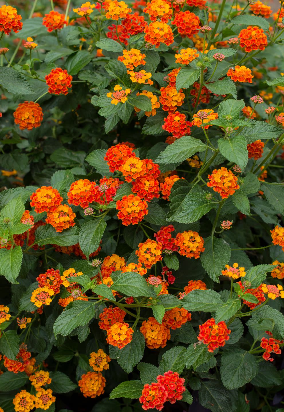 a group of flowers
