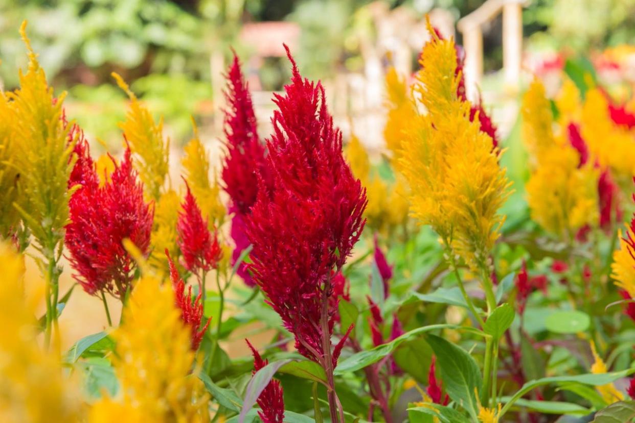plumed cockscomb blossom or celosia argentea in beautiful garden