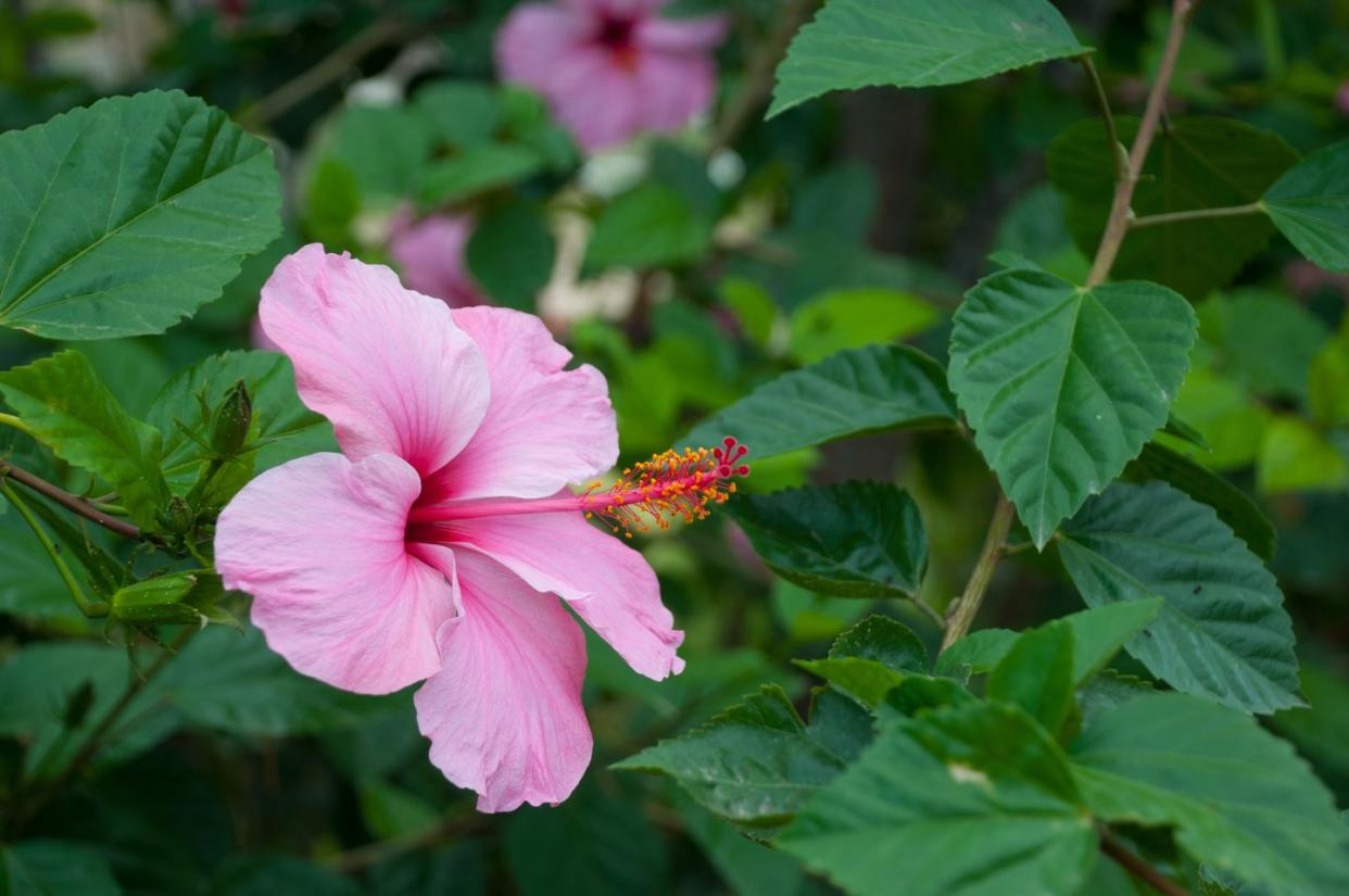 pink flower on a background of green leaves