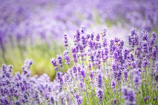 lavender fields