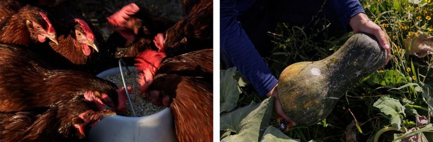 Left: Chickens eat feed during morning rounds. Right: Dairon De La Torre Gamboa holds a Cuban butternut squash grown on the farm.
