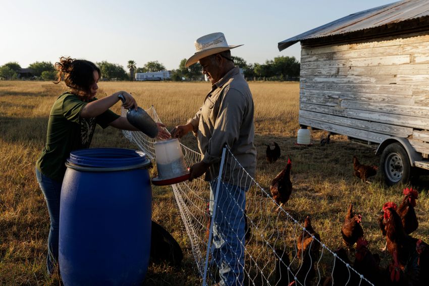 Kareli Padilla and Saul Padilla fill a container with chicken feed at Yahweh’s All Natural Farm and Gardens in Harlingen on June 15, 2024.