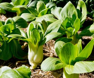 Bok choy growing in a vegetable garden