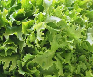 Curly endive leaves