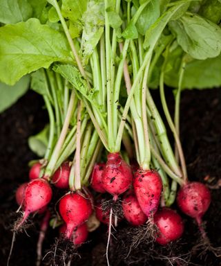 Radishes