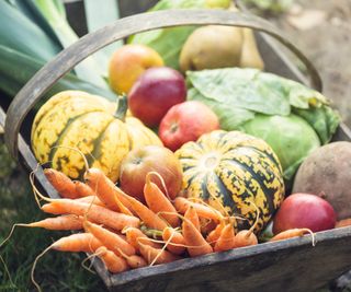 Harvest in a fall vegetable garden