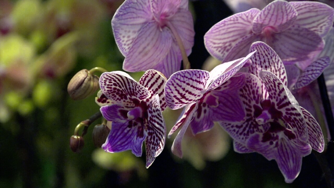 A beautiful orchid