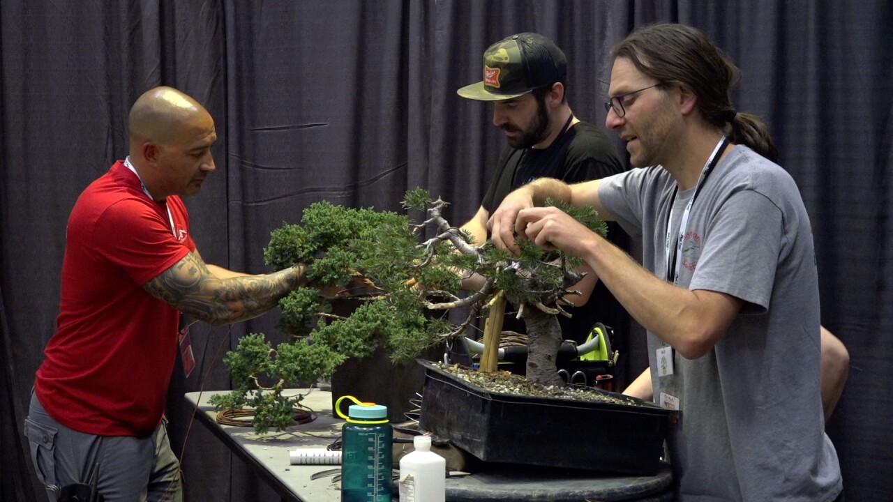 The Bonsai demo
